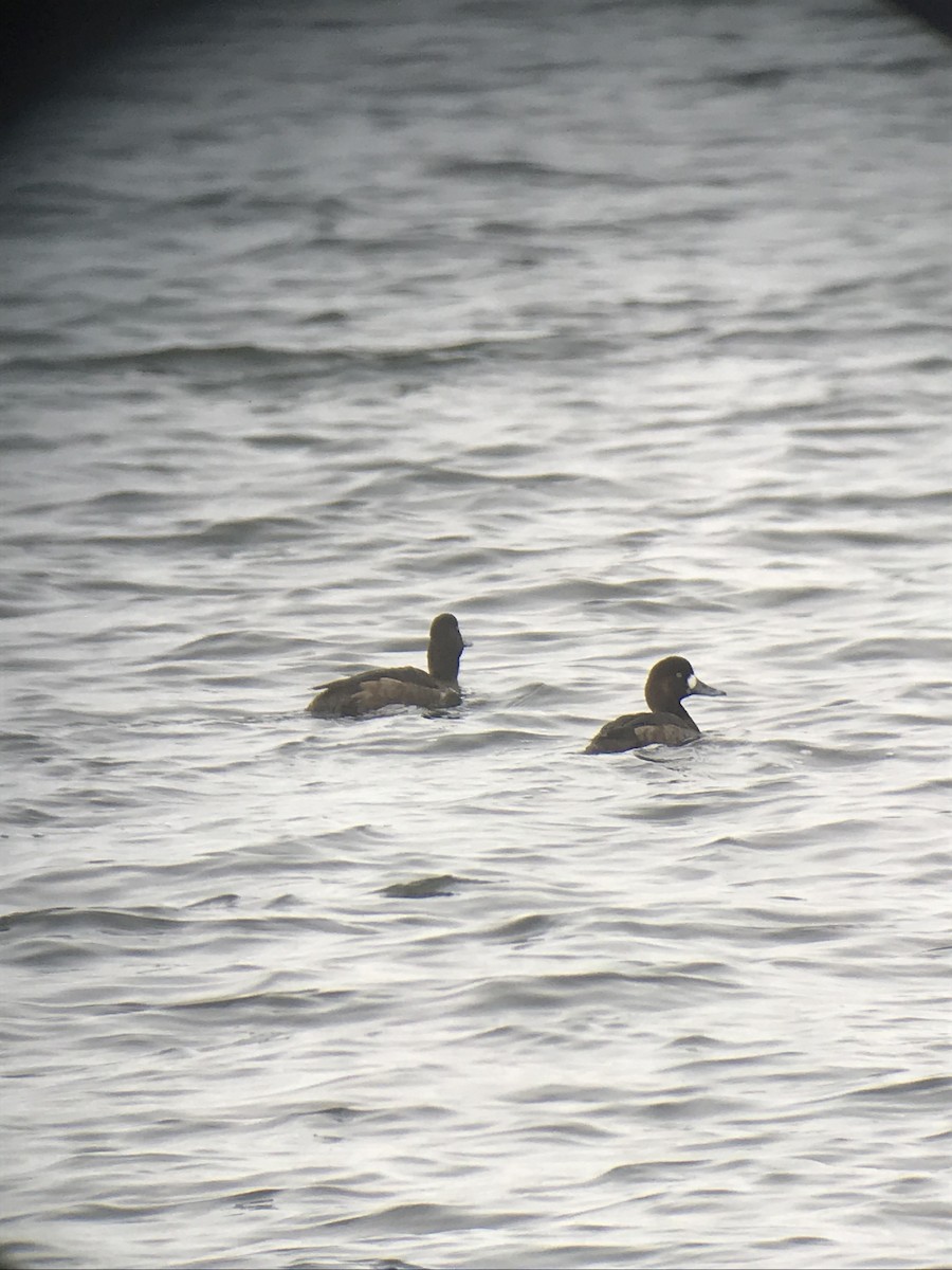Greater Scaup - ML142632461
