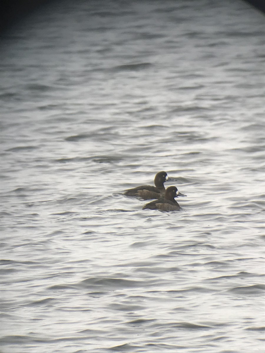 Greater Scaup - ML142632471