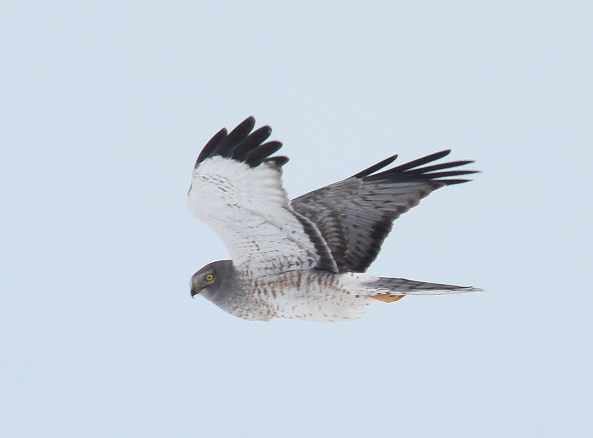 Northern Harrier - Steven Mlodinow