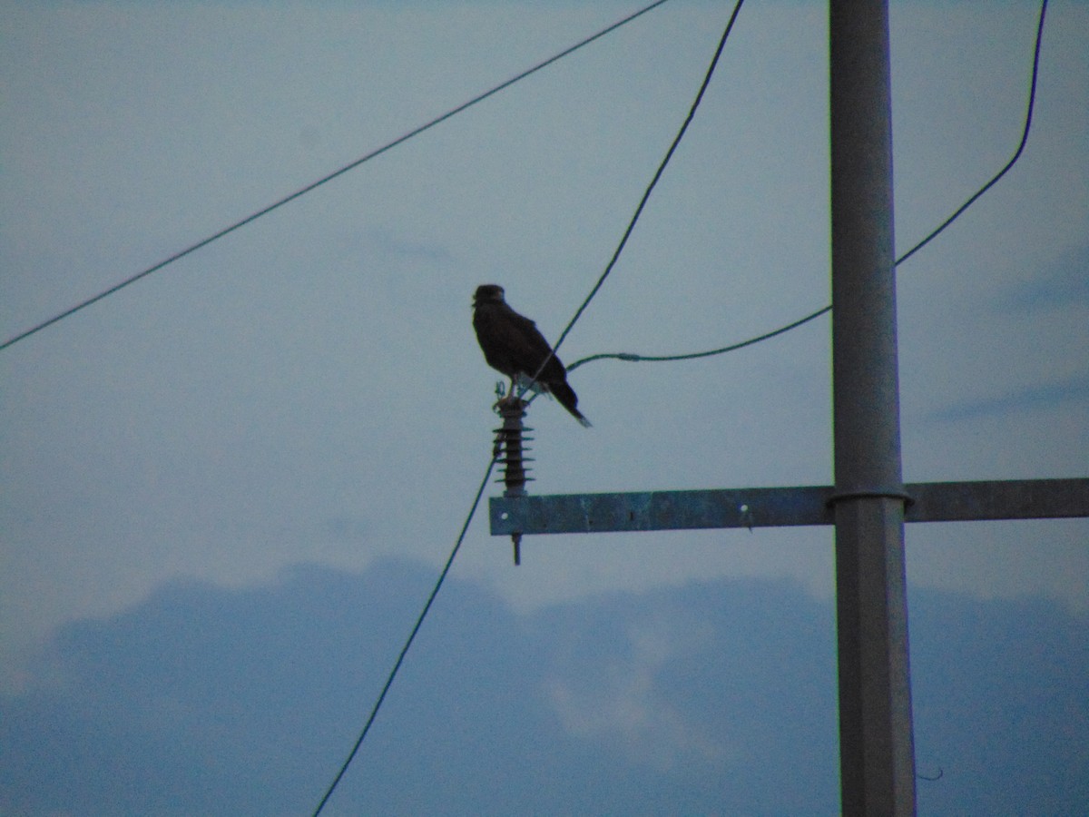 Harris's Hawk - Pedro Noe Ramirez Guillen