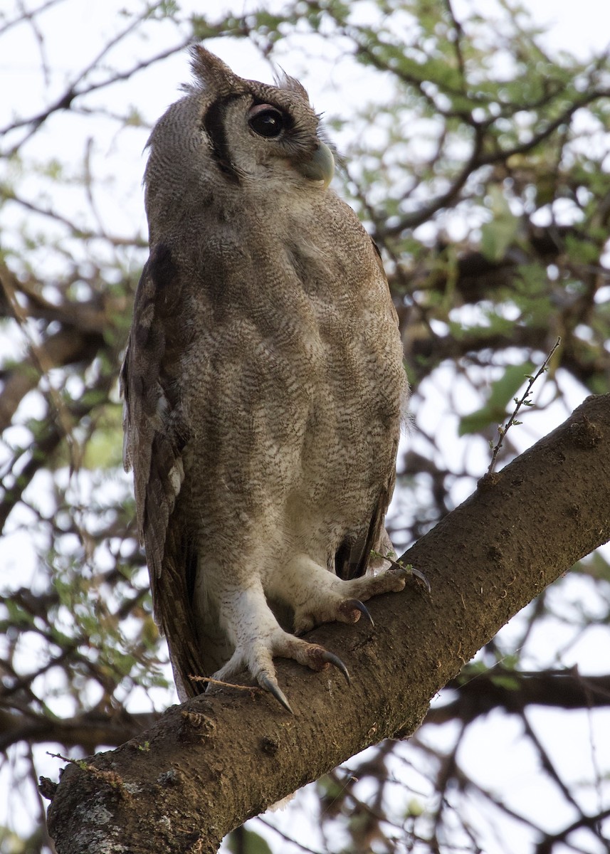 Verreaux's Eagle-Owl - ML142633201