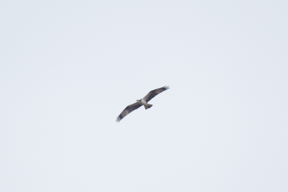 Osprey - ML142633351