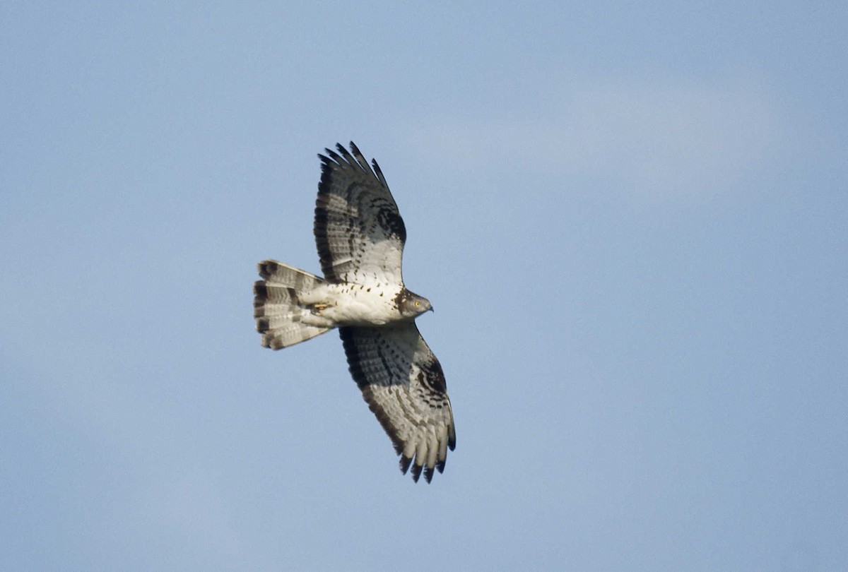 European Honey-buzzard - ML142633851