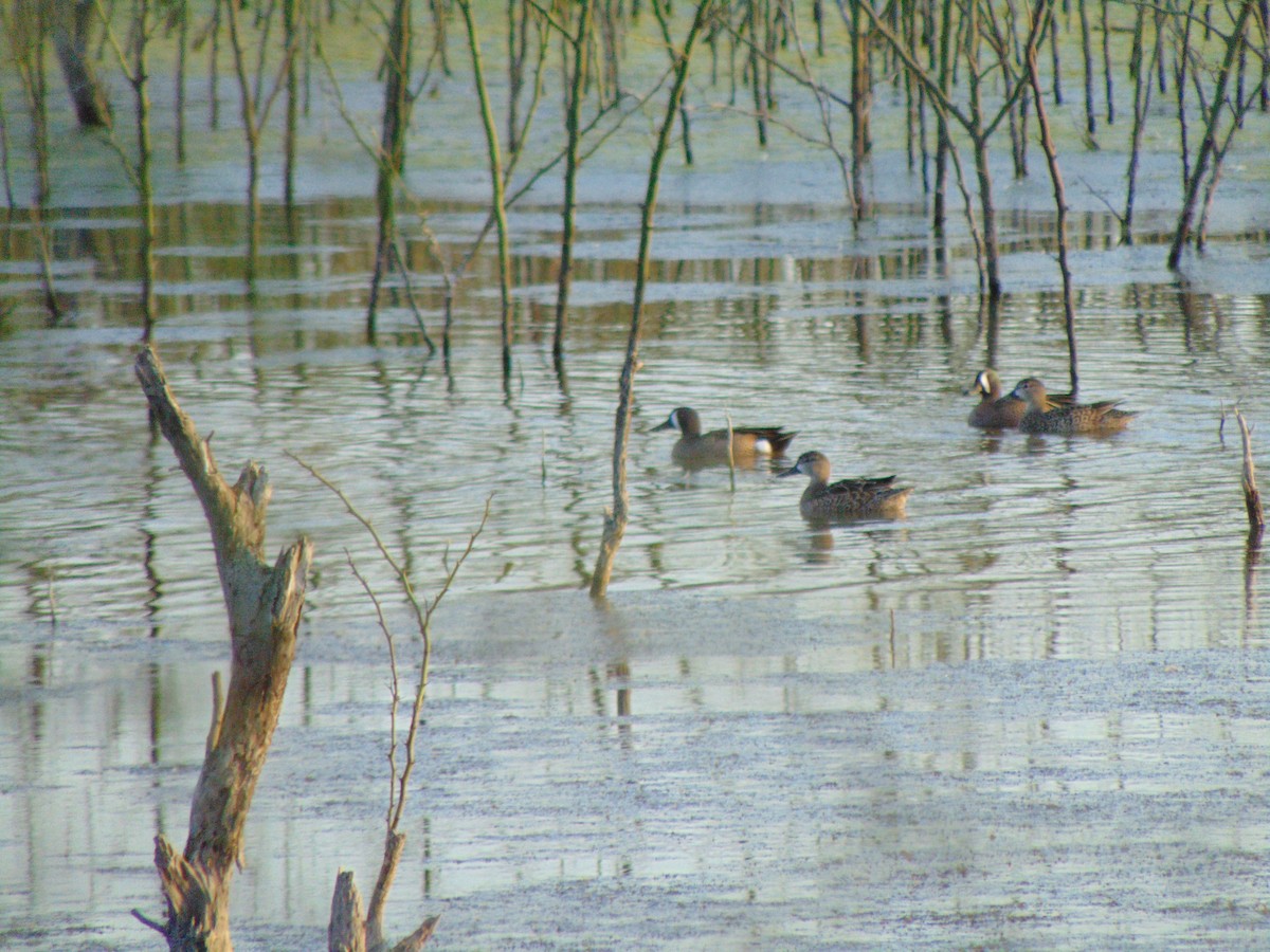 Sarcelle à ailes bleues - ML142634051