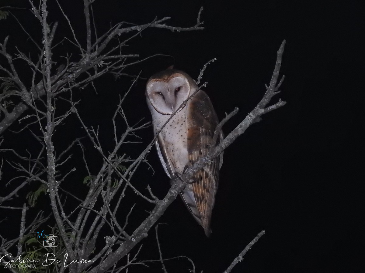 Barn Owl - Aves-del-Taragüí/ SabinaDeLucca