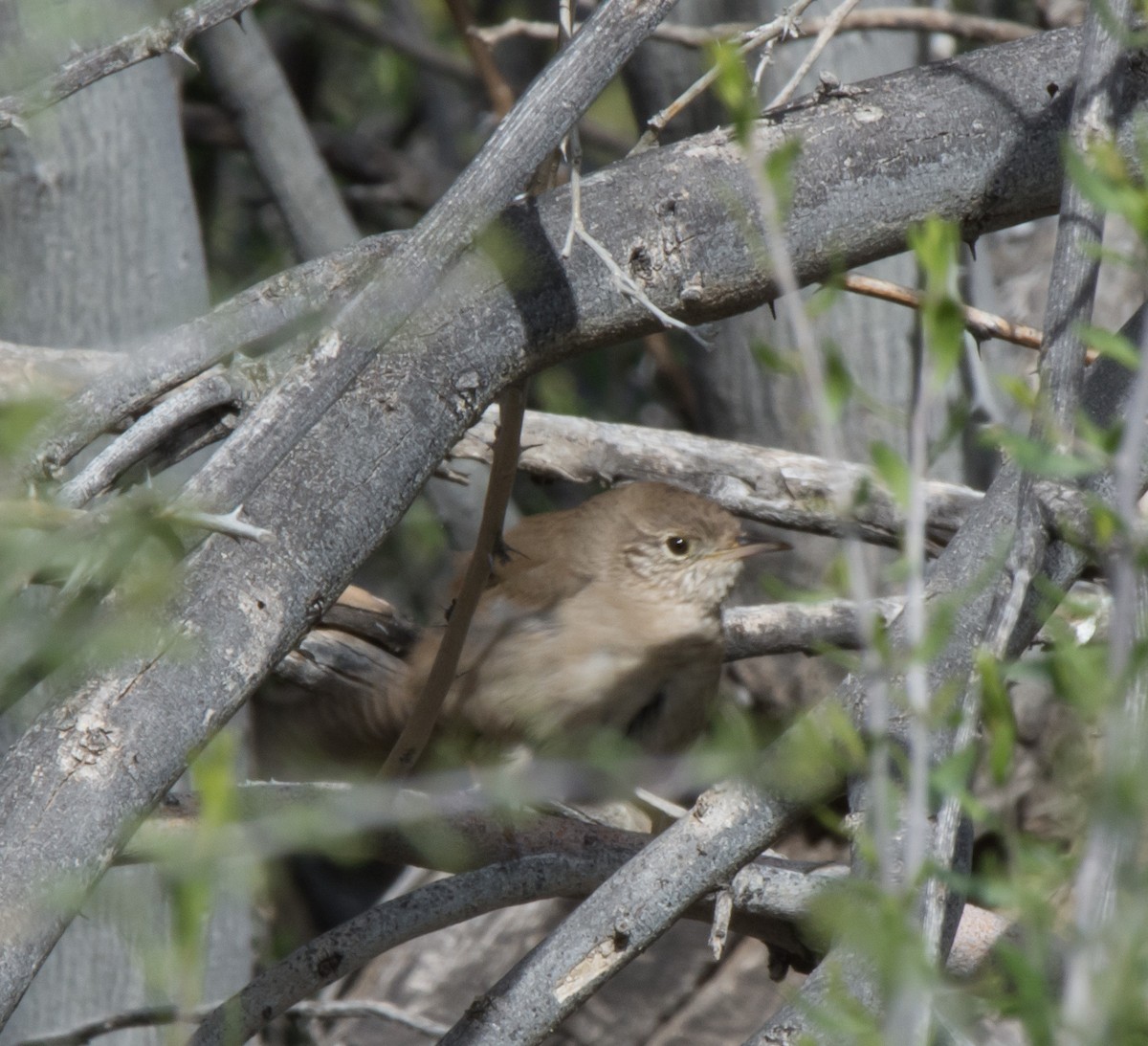 House Wren (Northern) - Gordon Karre