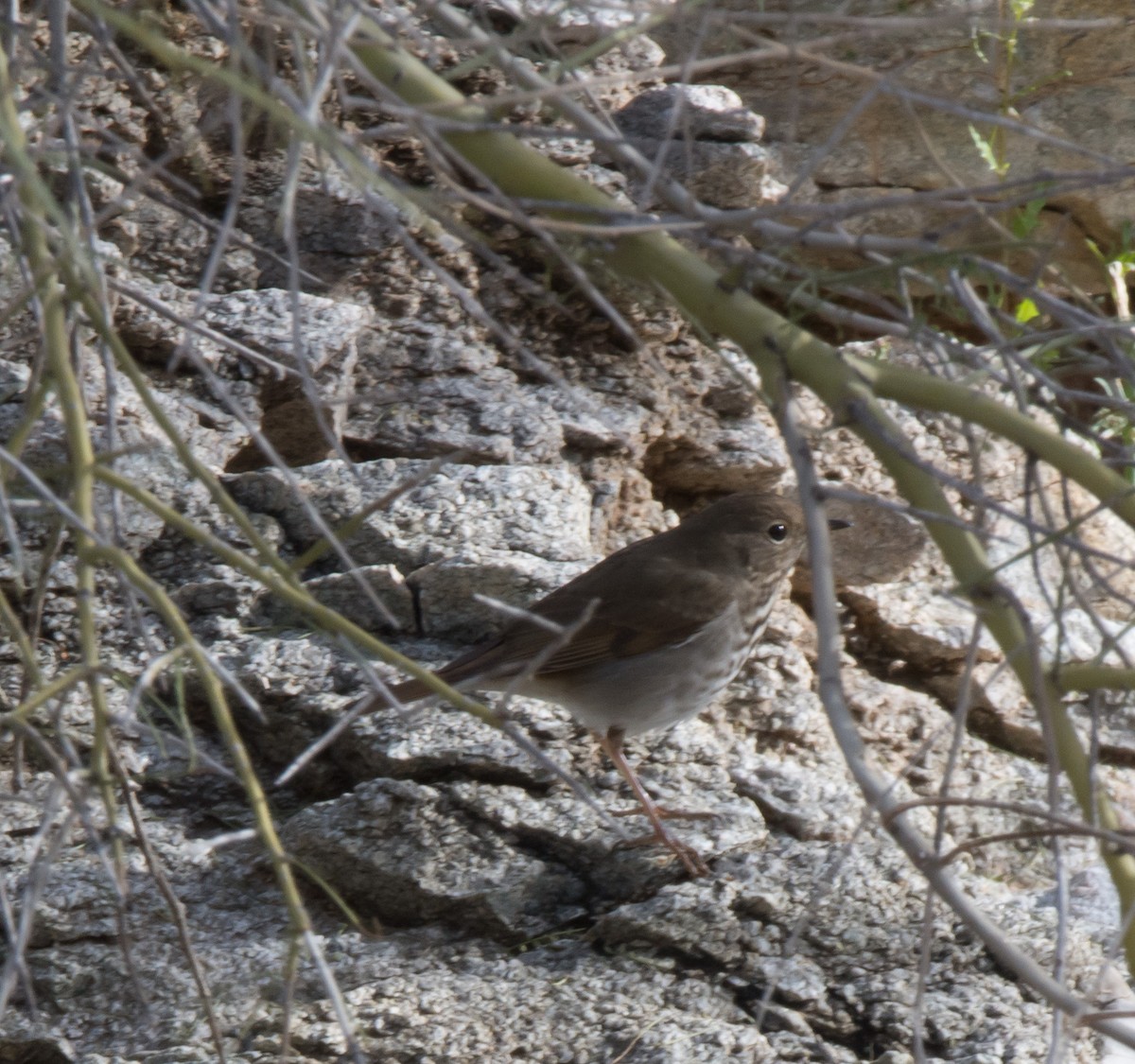 Hermit Thrush - ML142635011