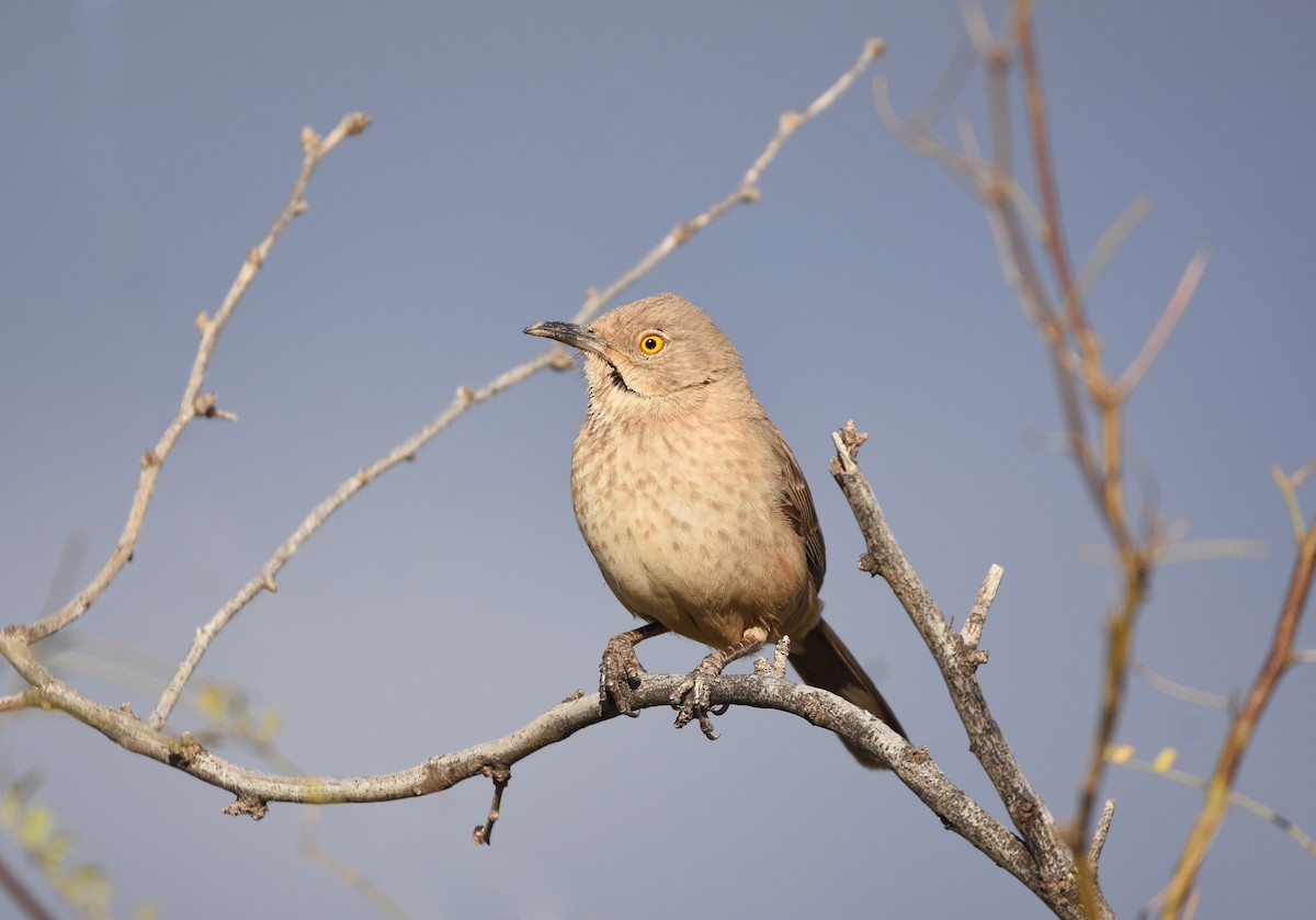 Bendire's Thrasher - Christopher Lindsey