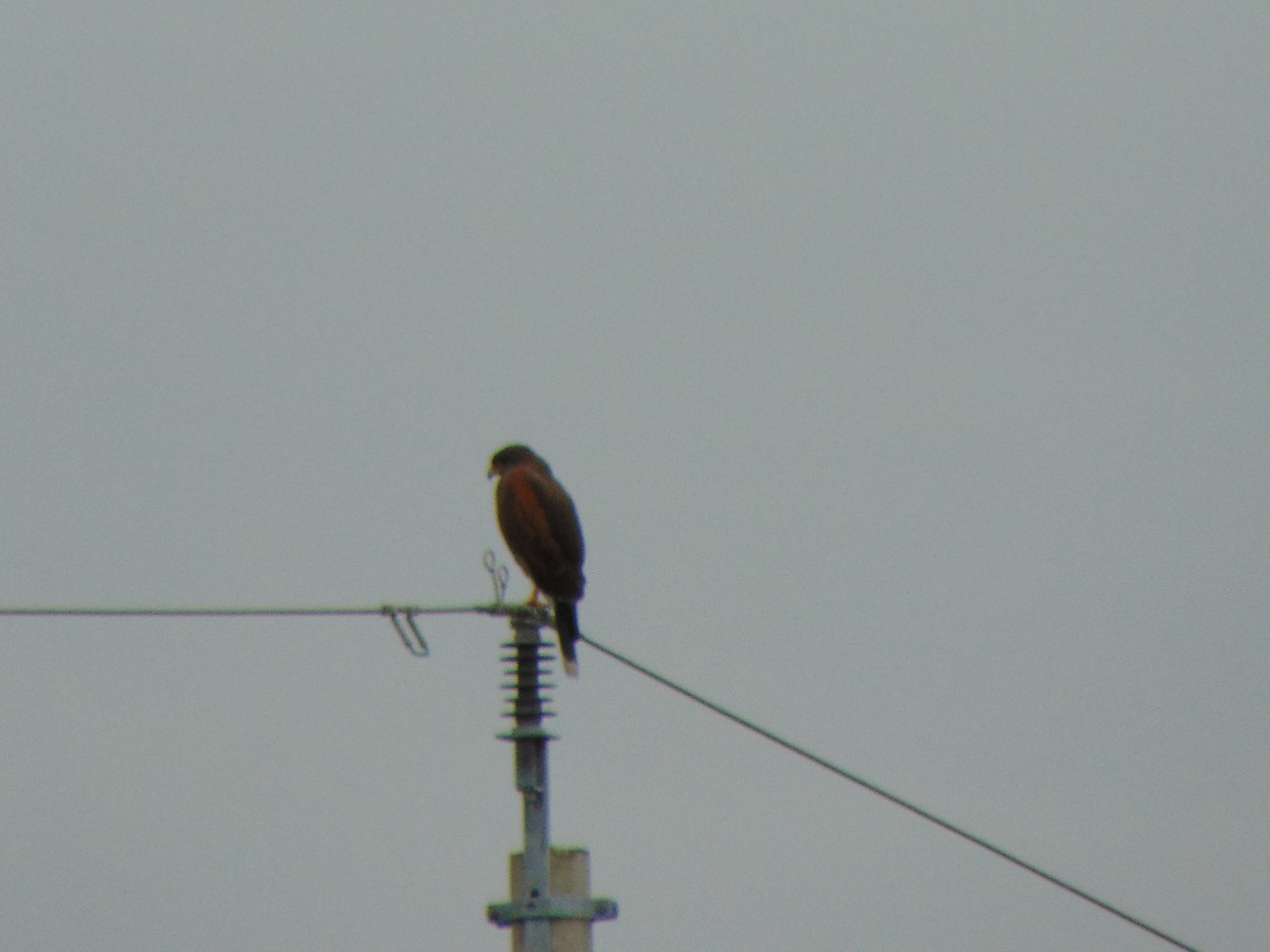 Harris's Hawk - ML142636461