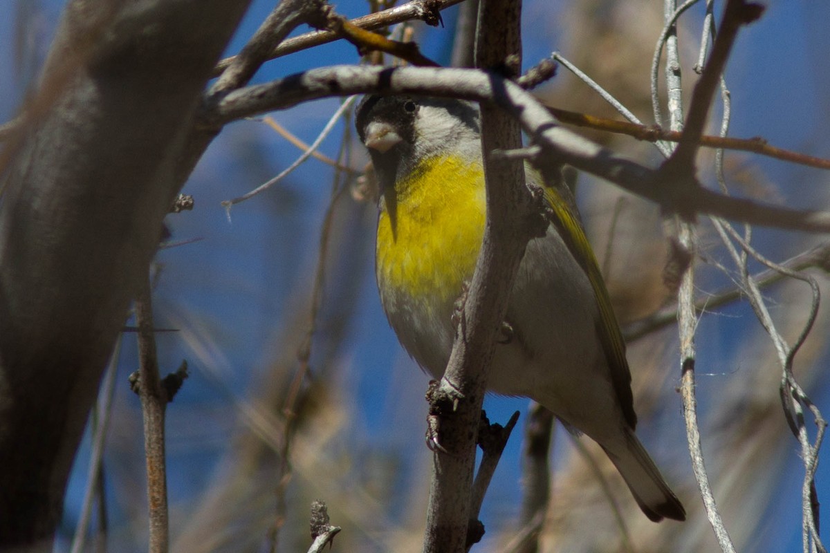 Lawrence's Goldfinch - ML142637011