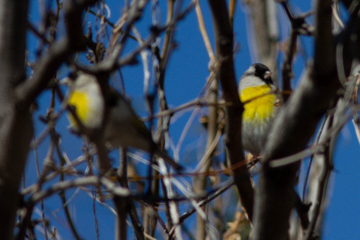 Lawrence's Goldfinch - ML142637041
