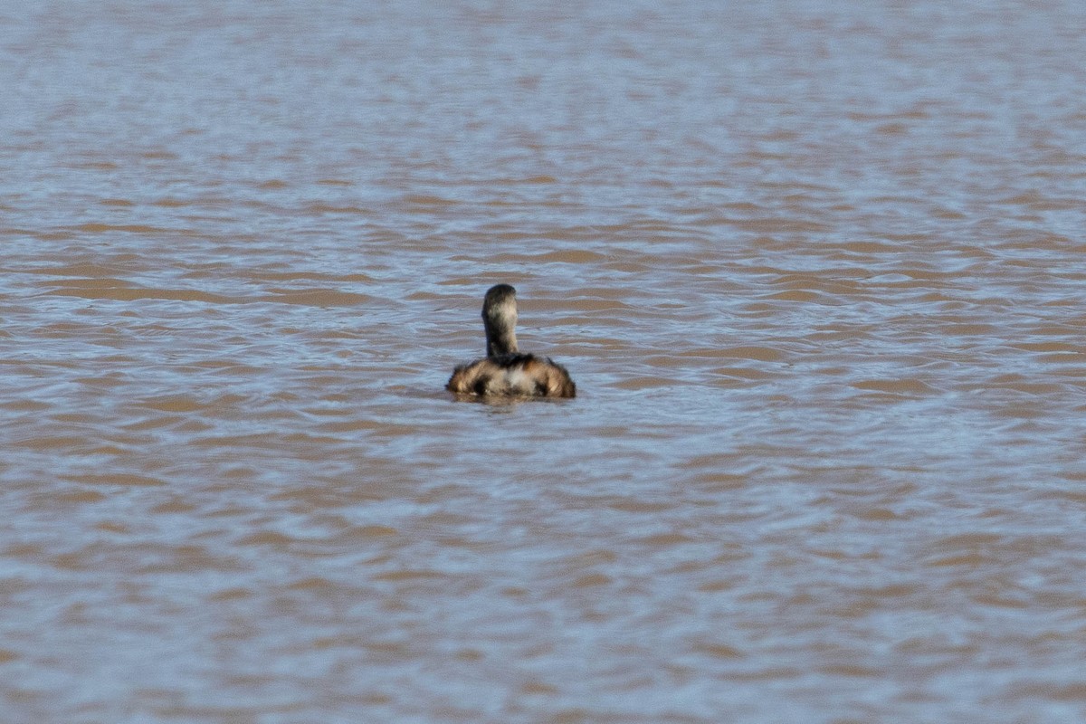 Pied-billed Grebe - ML142640041