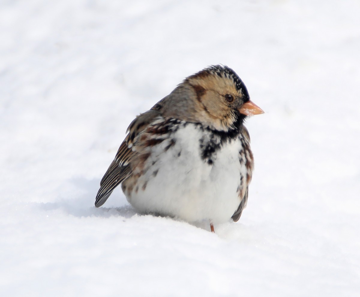 Harris's Sparrow - ML142640691