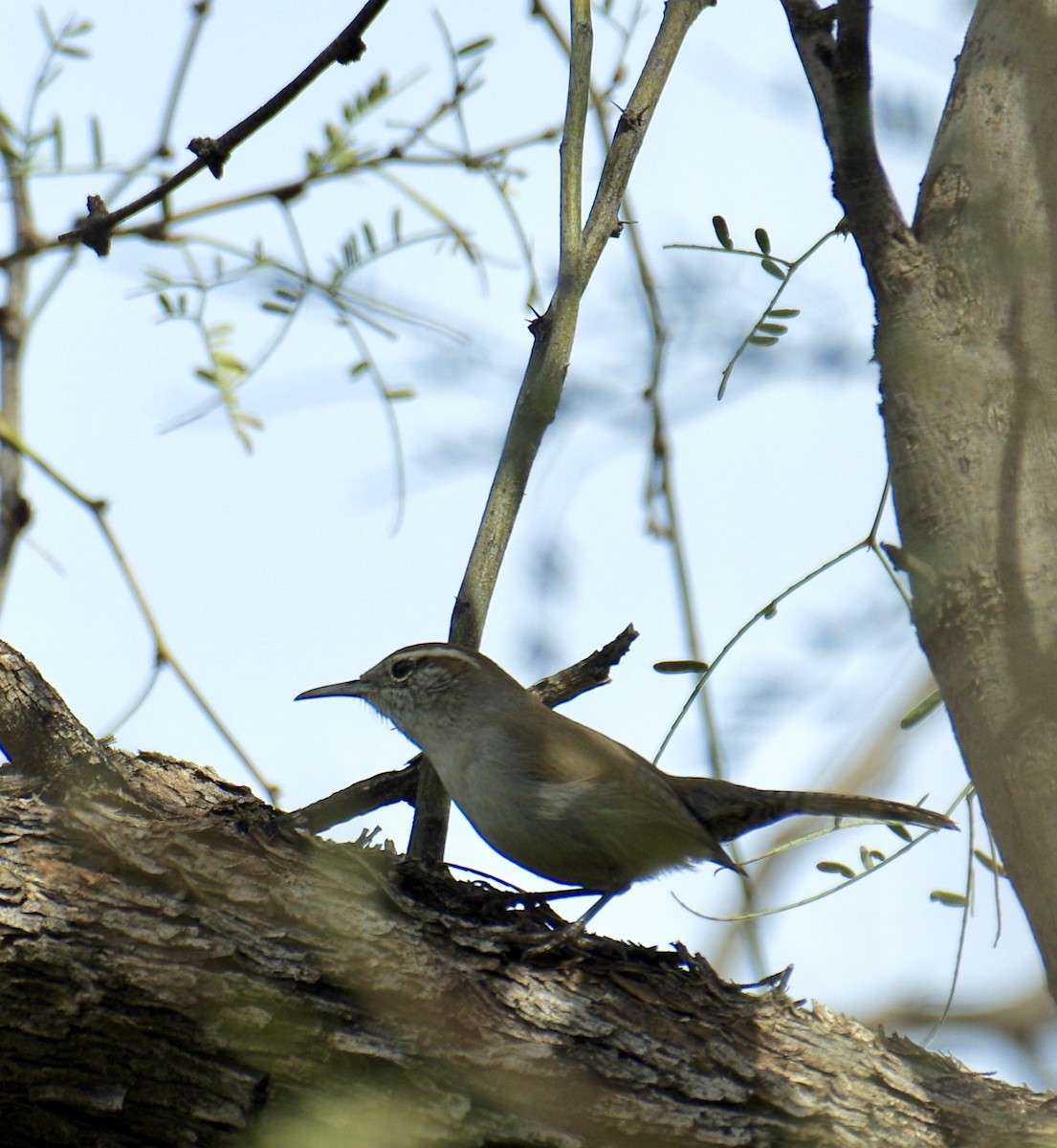 Bewick's Wren - James Taylor