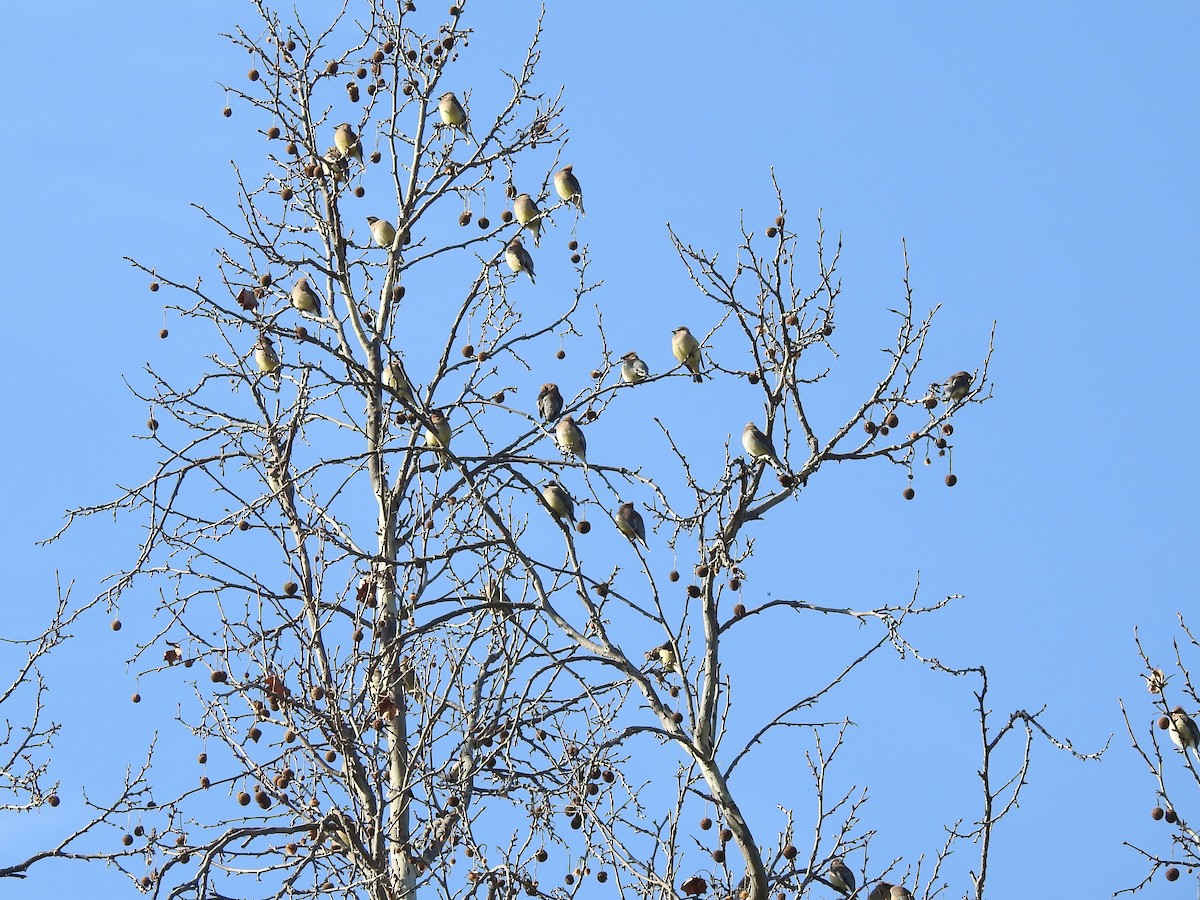 Cedar Waxwing - ML142642331