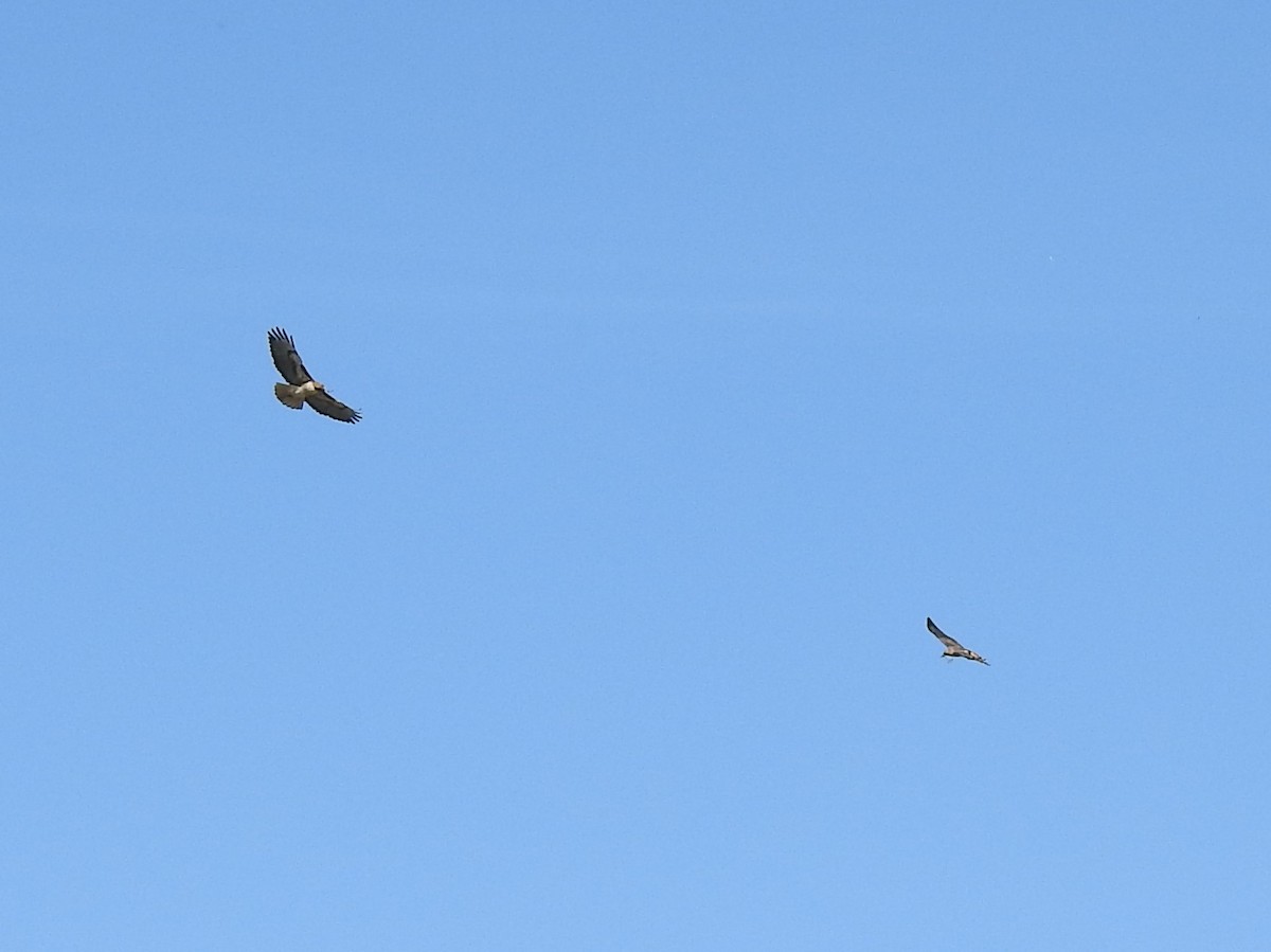 Red-tailed Hawk - ML142642451