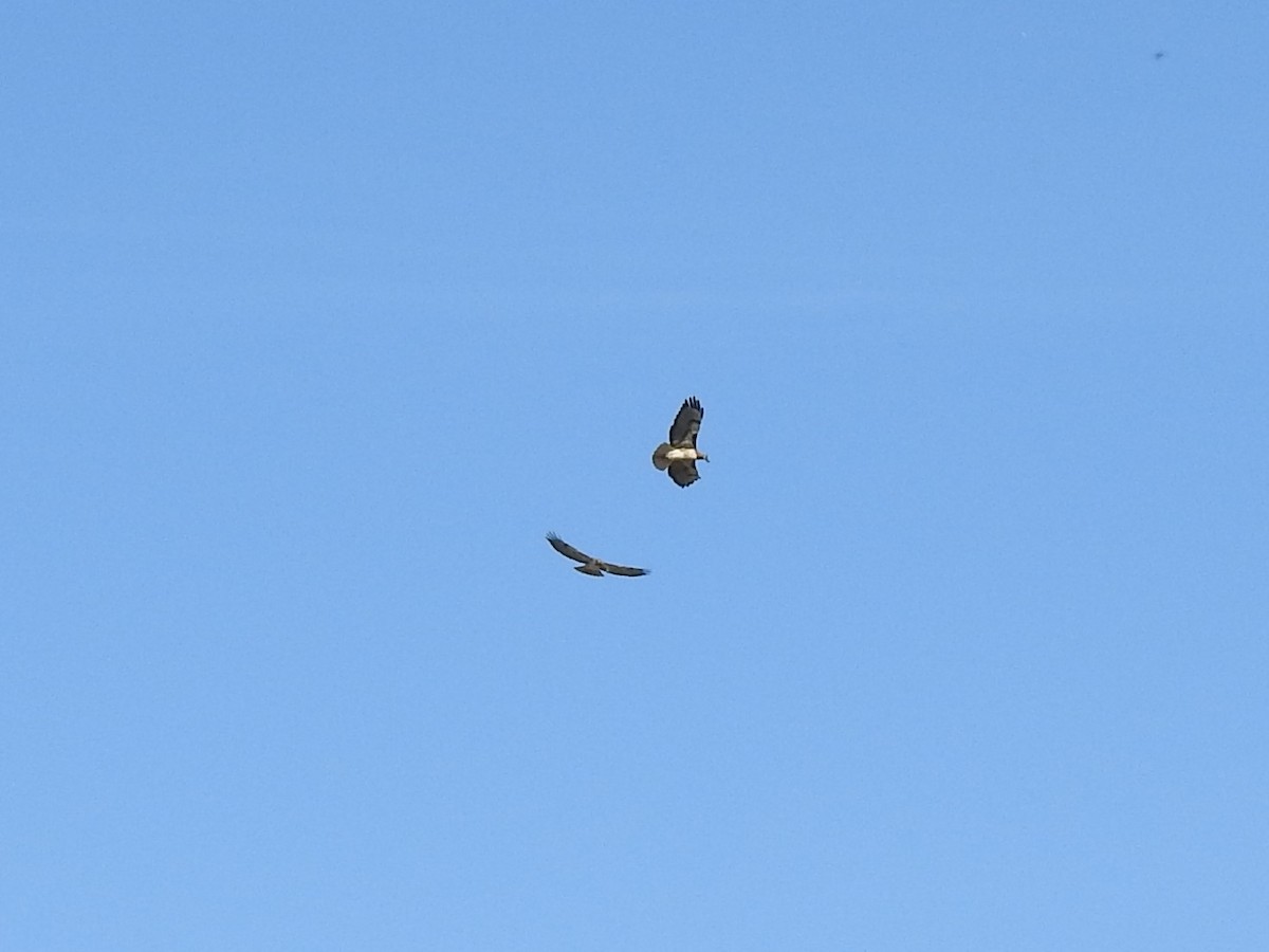 Red-tailed Hawk - ML142642461