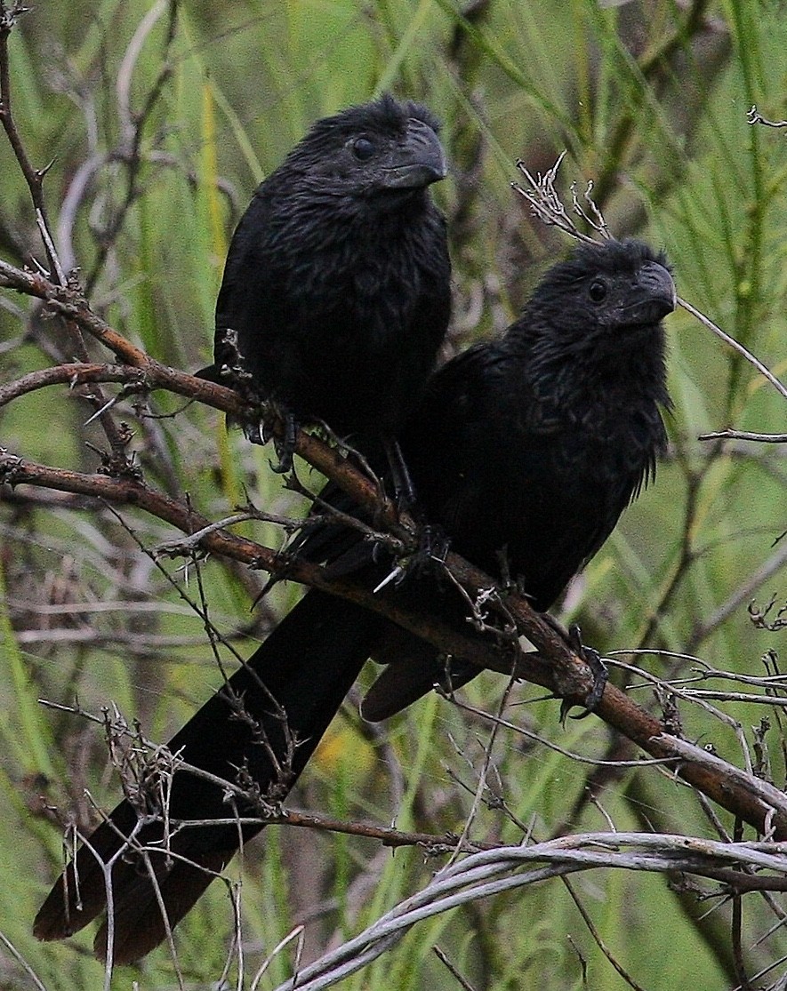Groove-billed Ani - ML142644831