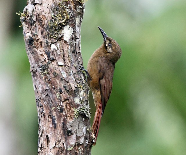 Plain-brown Woodcreeper - ML142645371