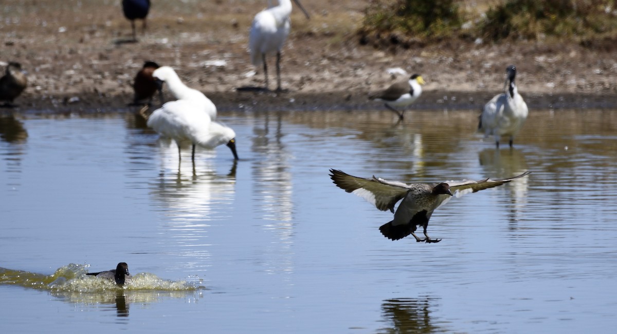 Maned Duck - ML142647721