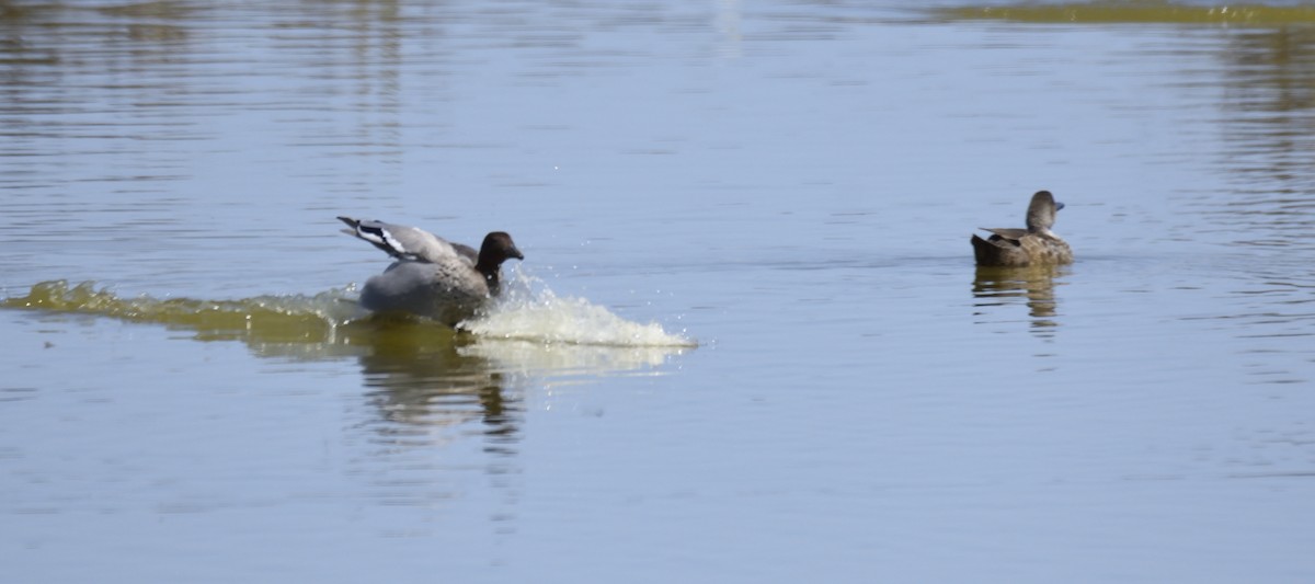 Maned Duck - ML142647801