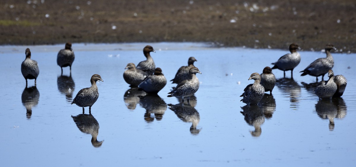 Maned Duck - ML142647821