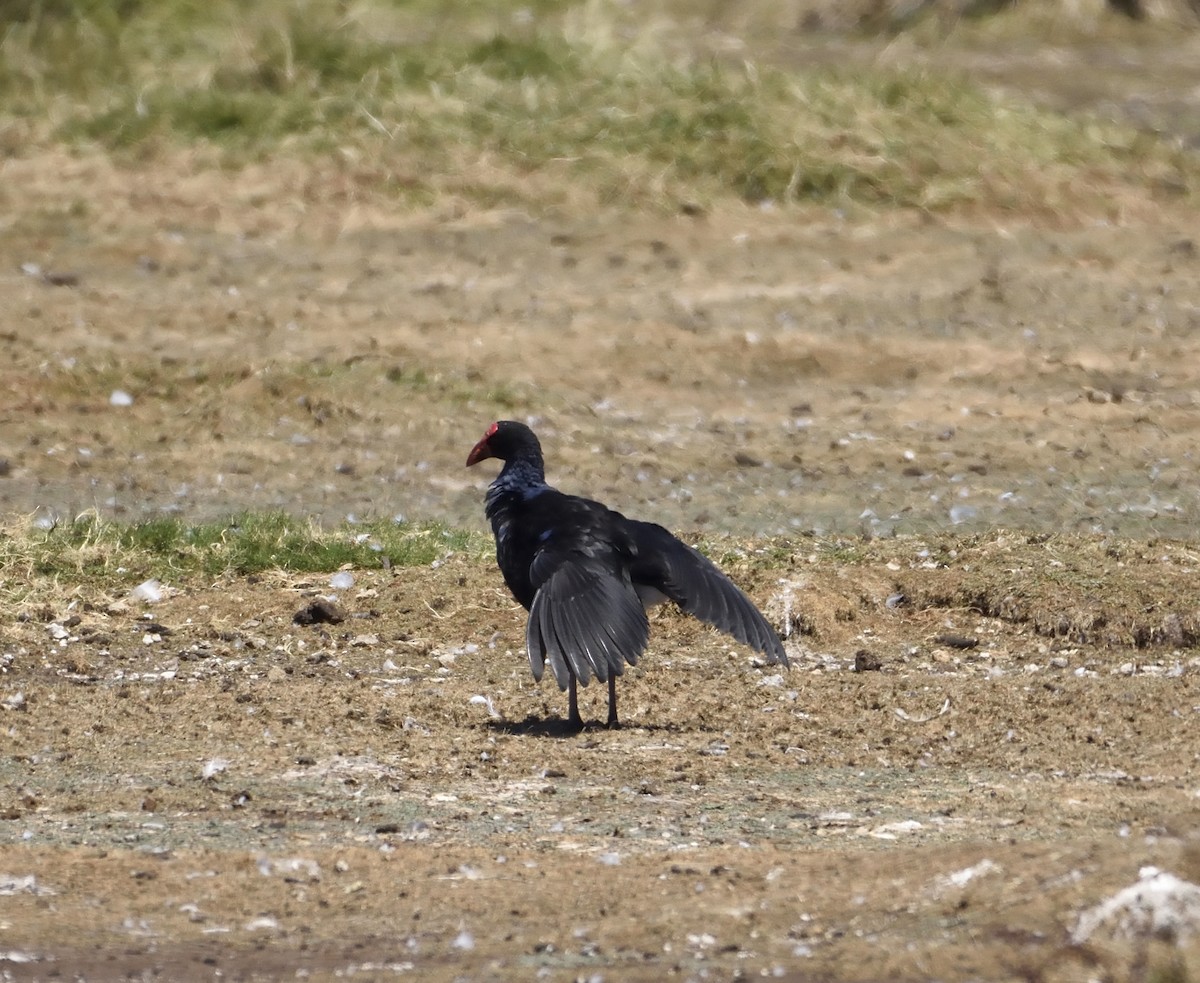 Australasian Swamphen - ML142648031