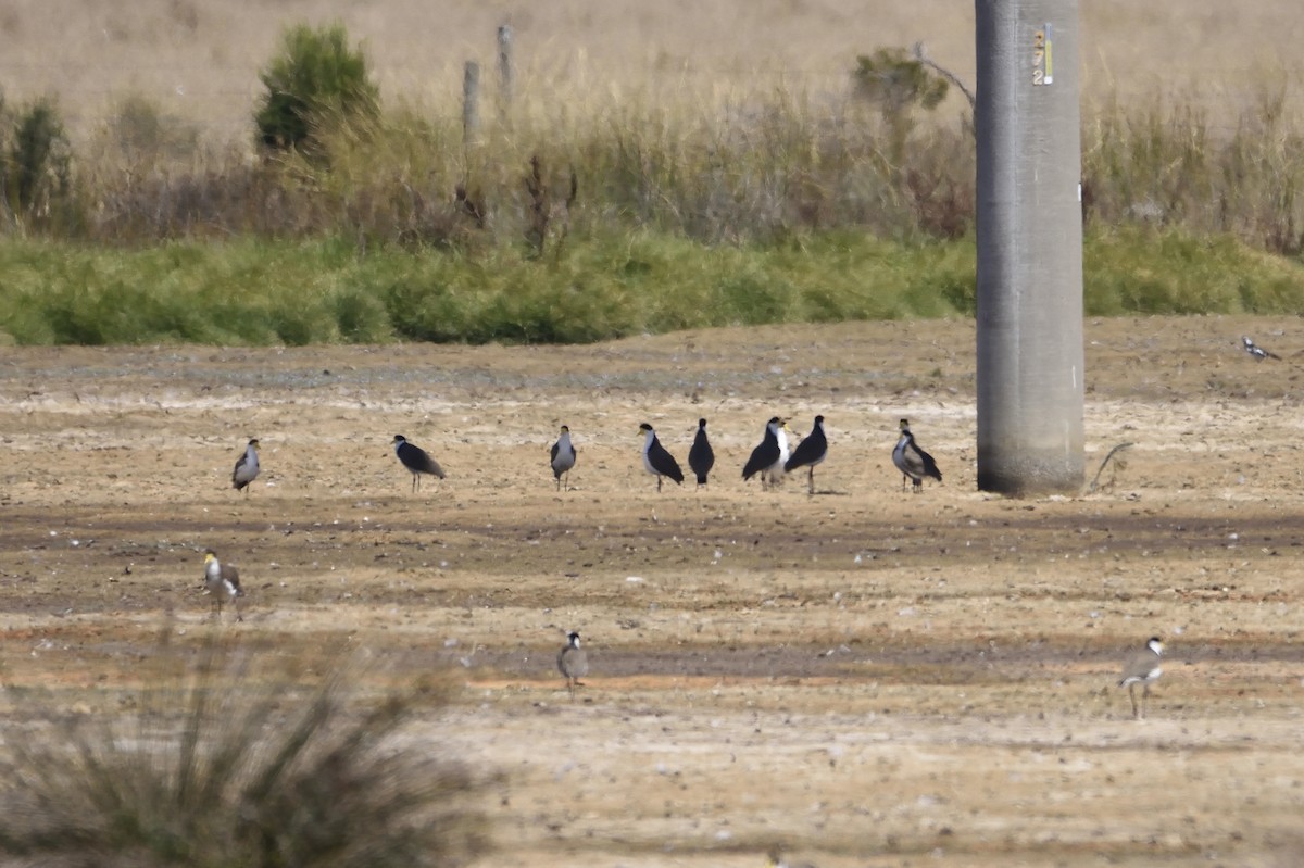 Masked Lapwing - ML142648171