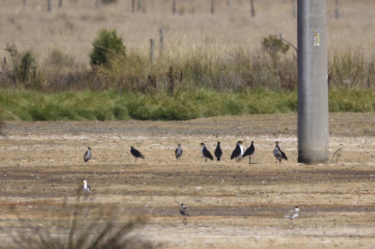 Masked Lapwing - ML142648181