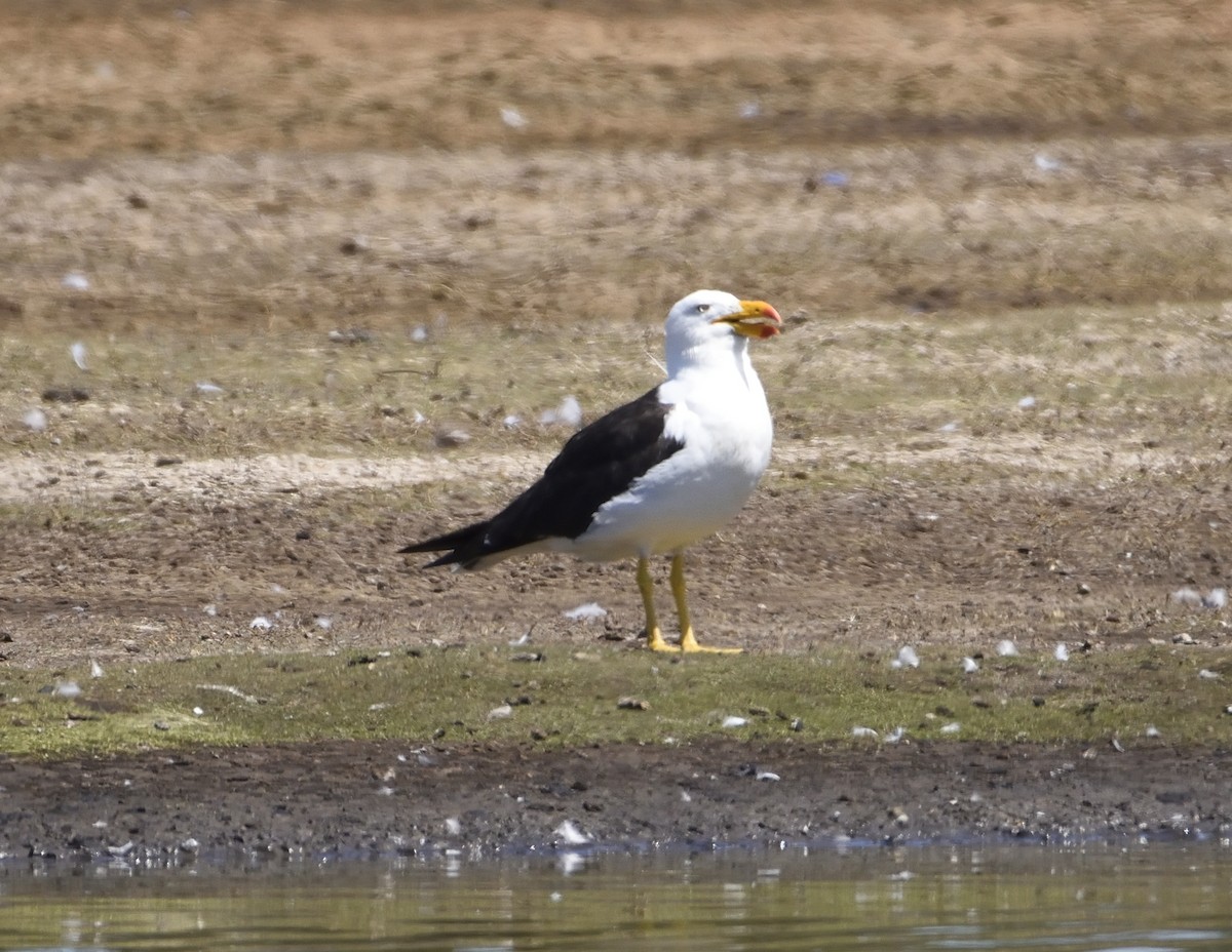 Pacific Gull - ML142648231