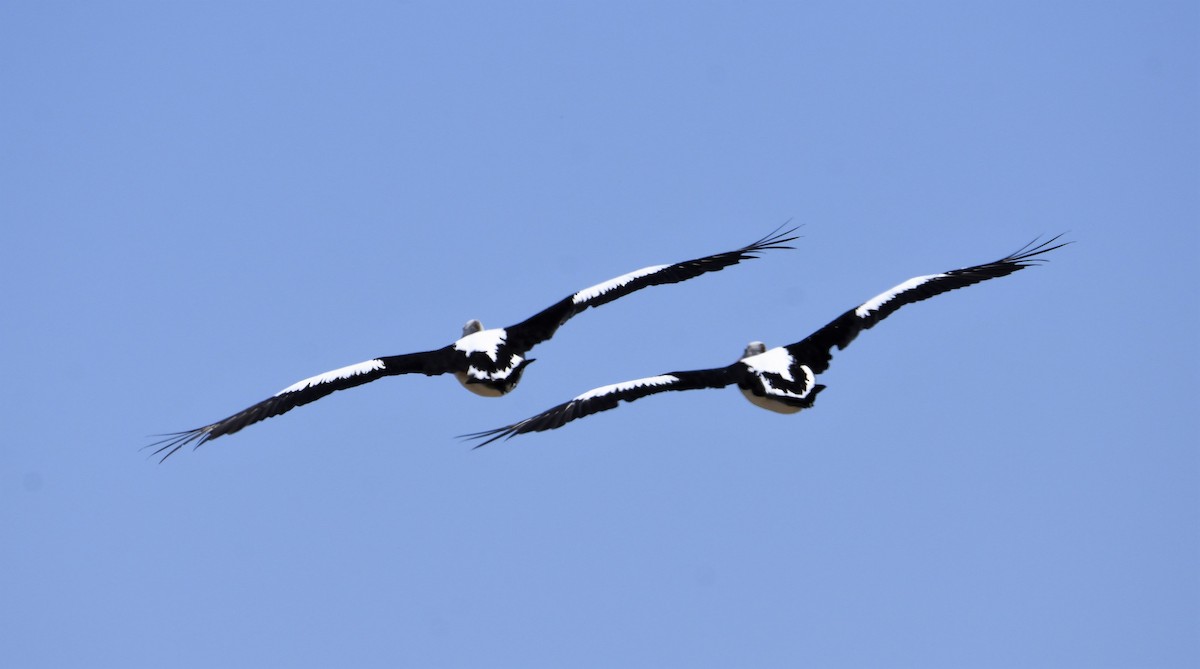 Australian Pelican - ML142648291