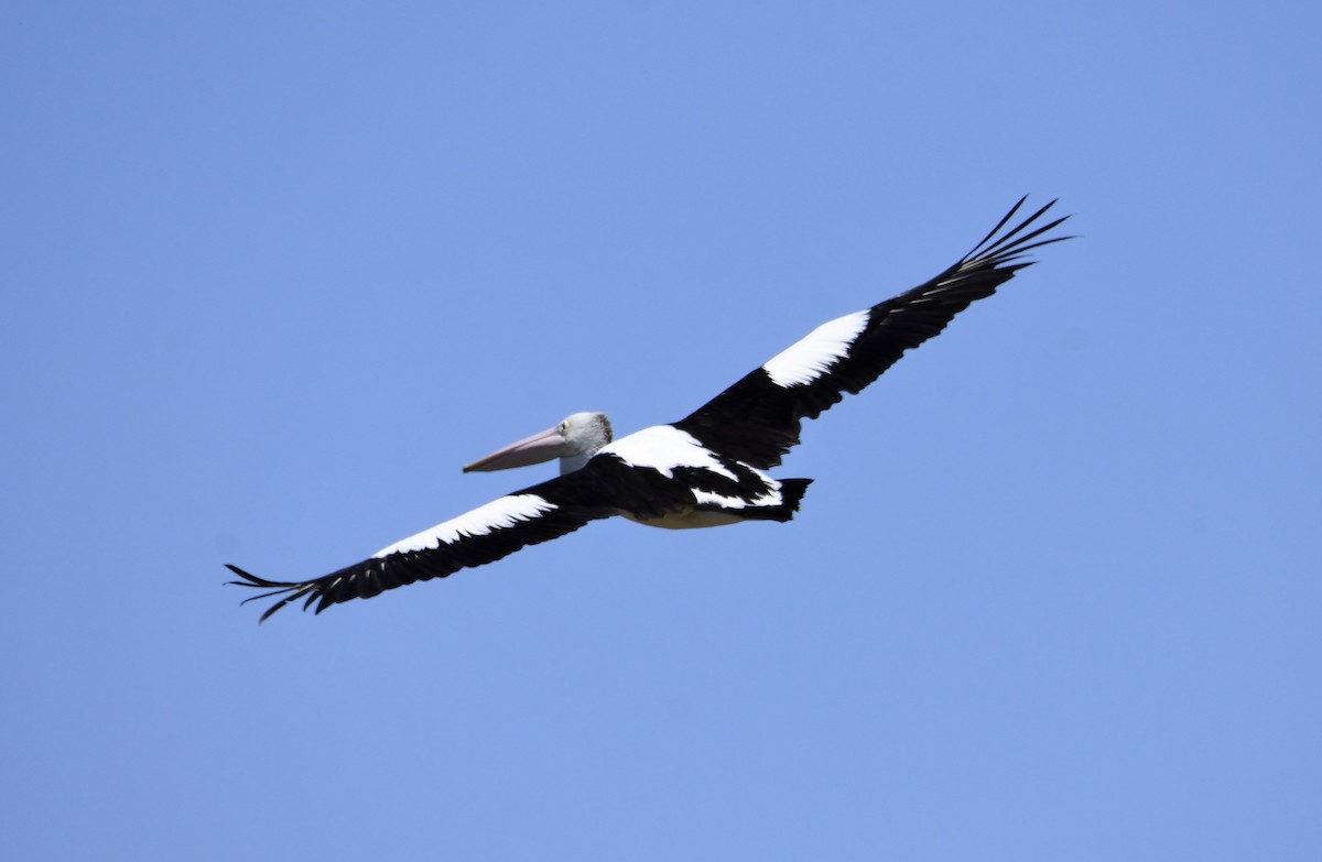 Australian Pelican - ML142648301