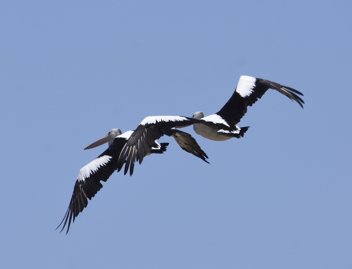 Australian Pelican - ML142648341