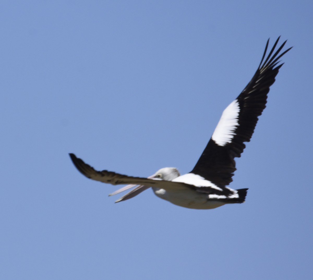 Australian Pelican - ML142648351