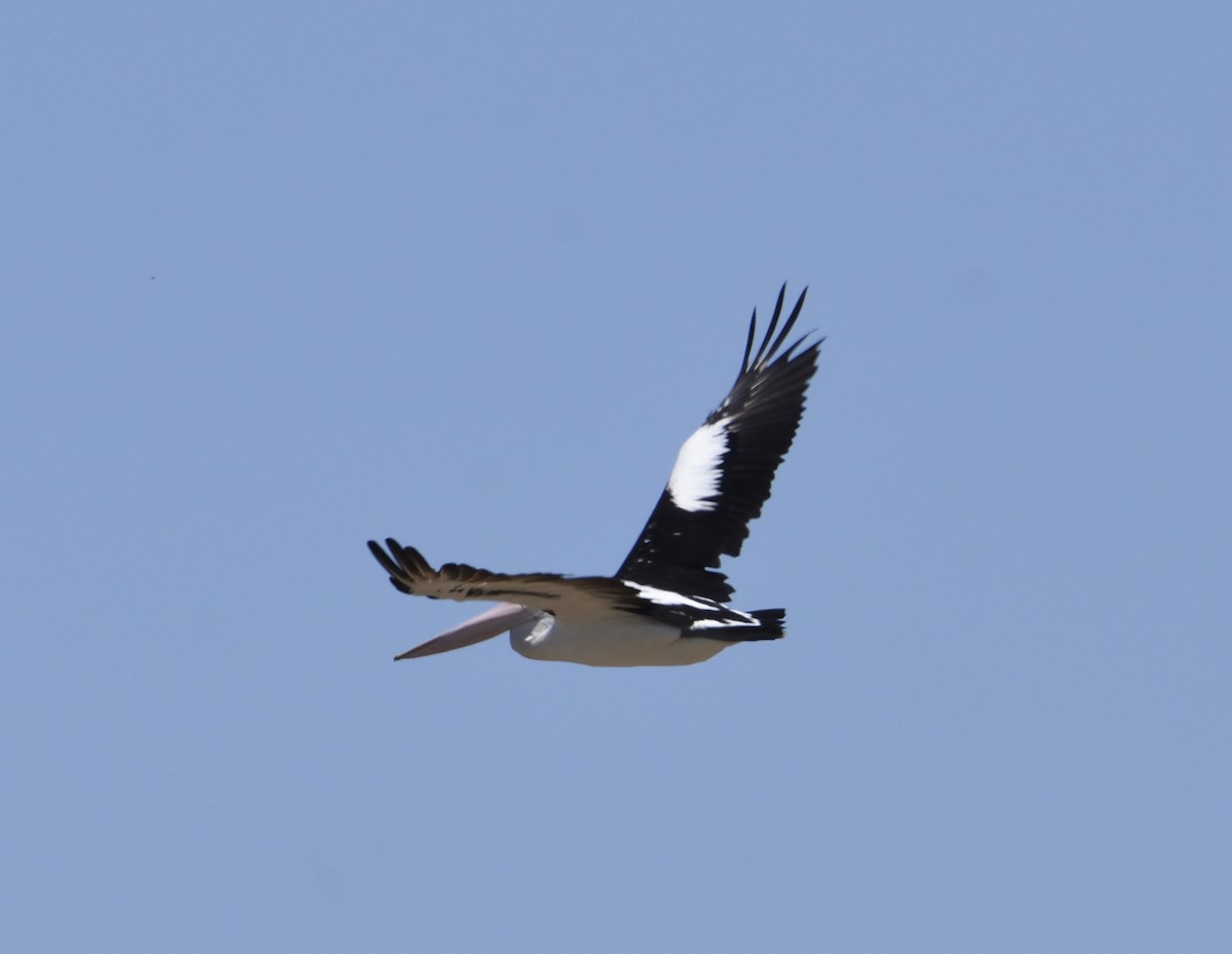 Australian Pelican - ML142648391