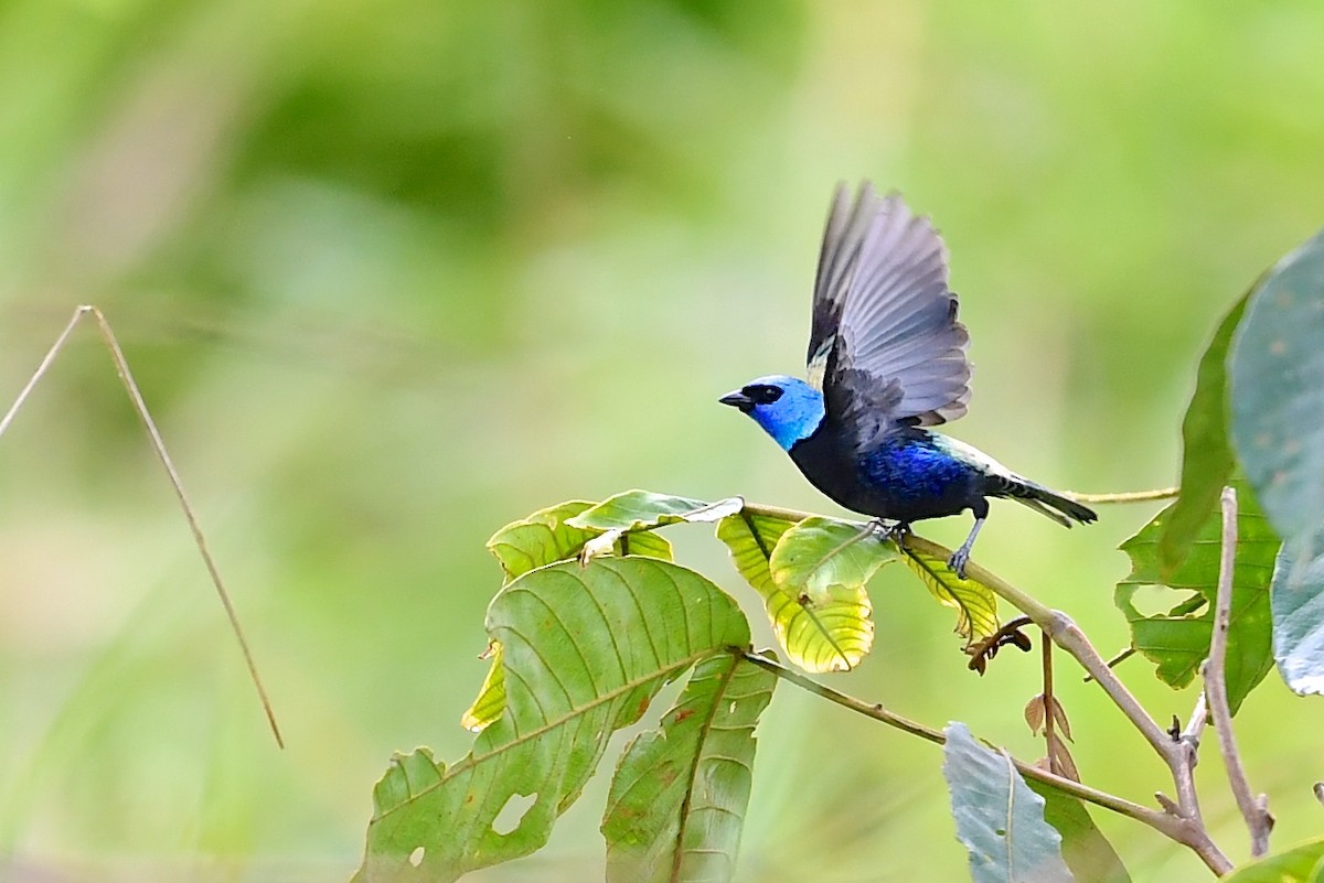 Blue-necked Tanager - Gerald Friesen