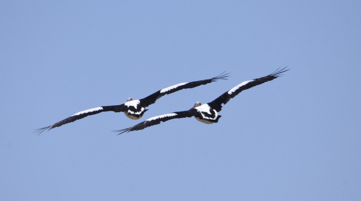 Australian Pelican - ML142648411