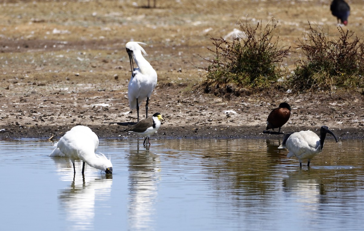 Royal Spoonbill - Ken Crawley