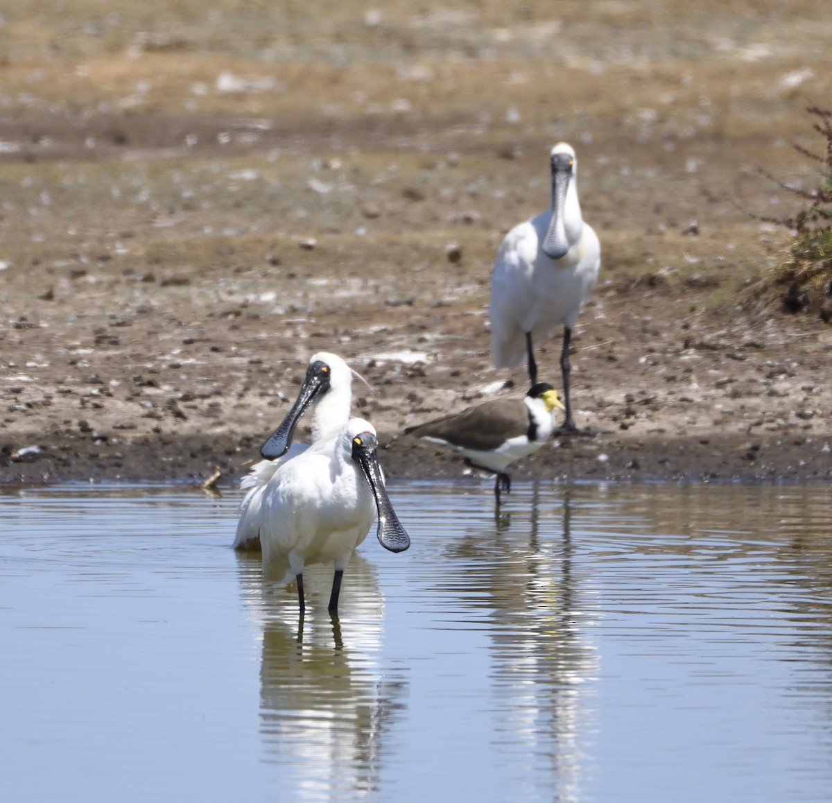 Royal Spoonbill - ML142648531