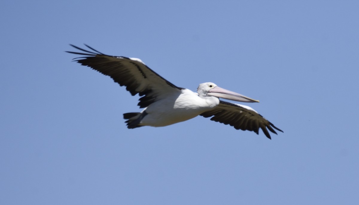 Australian Pelican - ML142648601