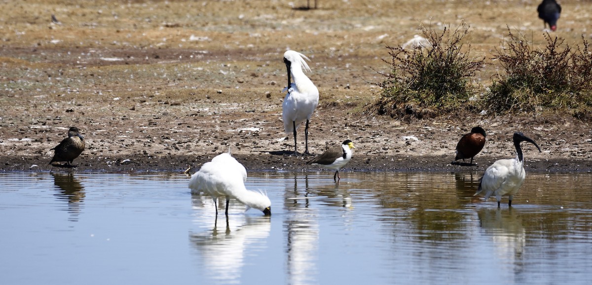 Royal Spoonbill - ML142648631