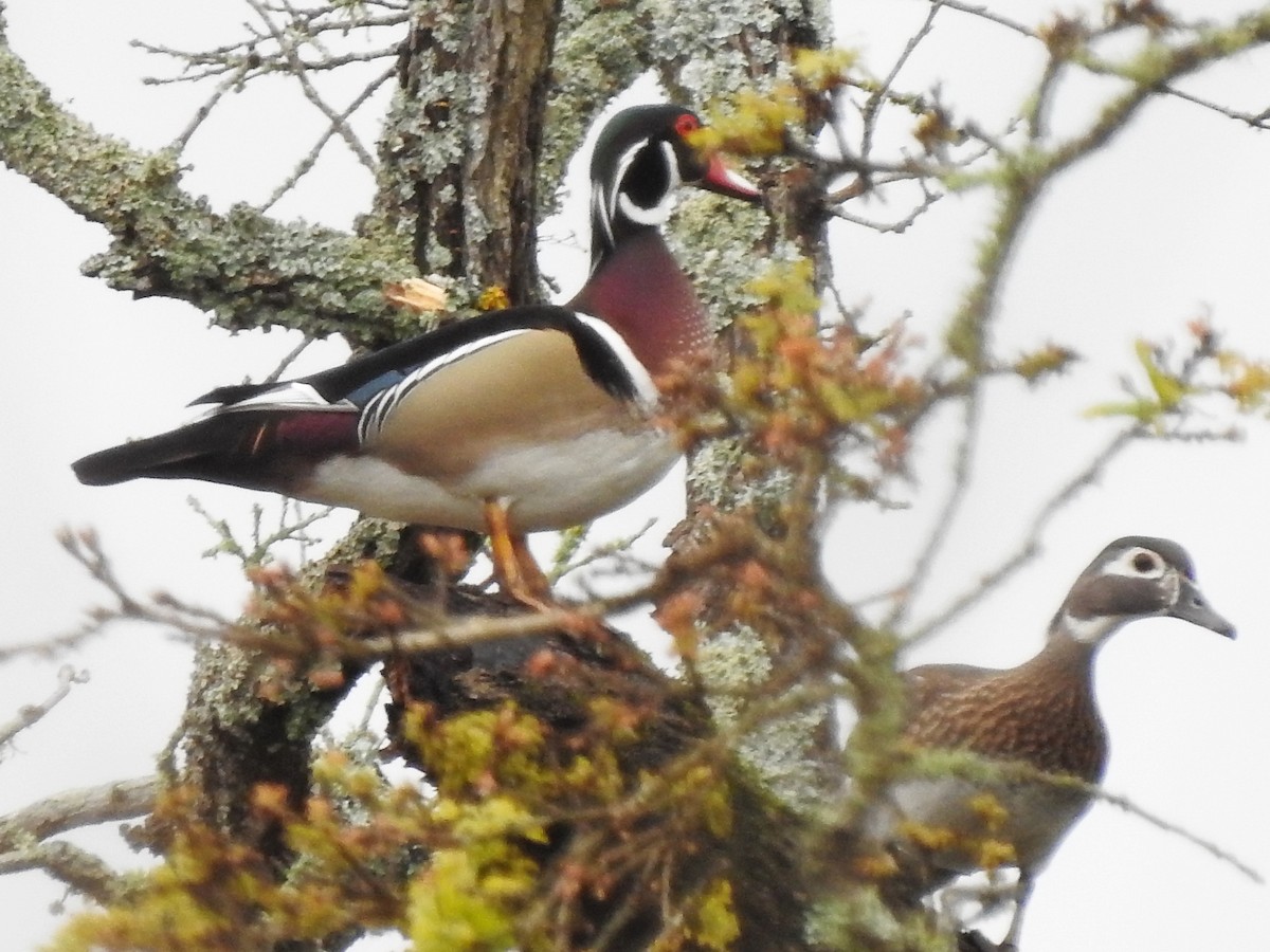 Wood Duck - Helen Baines