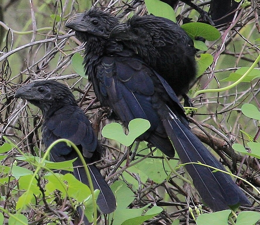 Groove-billed Ani - ML142651481