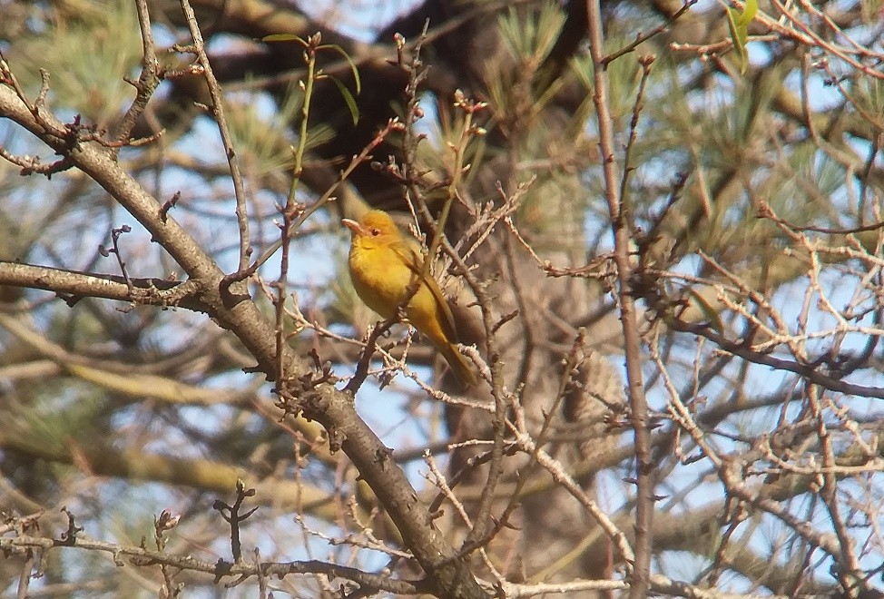 Summer Tanager - ML142653211