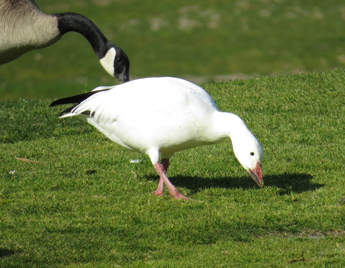 Snow Goose - ML142654121