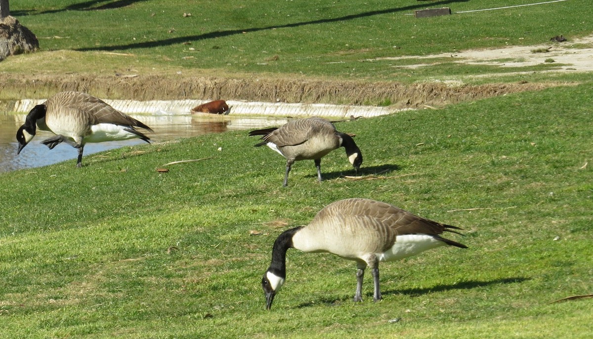 Cackling Goose (Aleutian) - Thomas Wurster