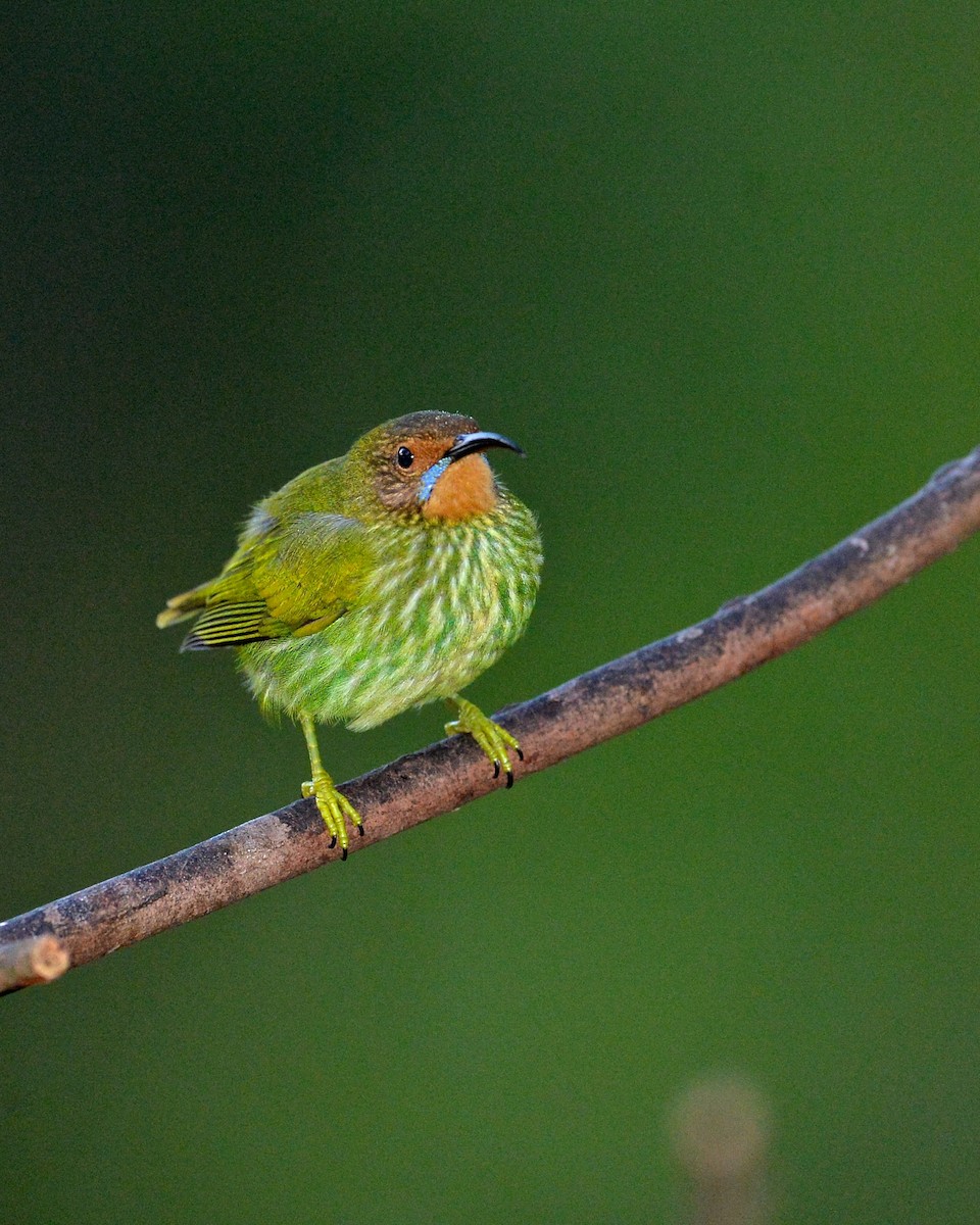 Purple Honeycreeper - Gerald Friesen