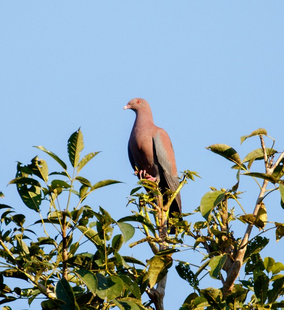 Red-billed Pigeon - ML142658491