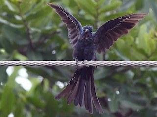 Adult - Fork-tailed Drongo-Cuckoo