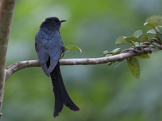 Adult - Fork-tailed Drongo-Cuckoo